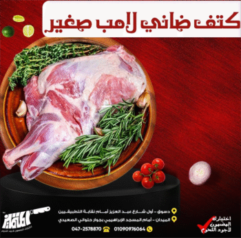 كتف ضاني لامب صغير